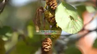 Aliso com&uacute;n (Alnus glutinosa)