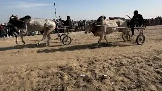 New Bull Race in January 15, 2026 نیو بیل ریس حاصل ولاے نوب پور 