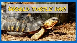 Turtle and Tortoise Conservation on World Turtle Day