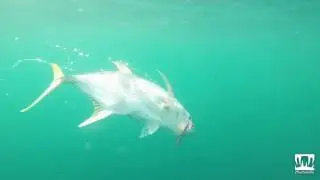 Jack Attack!