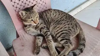 Cute meow 😻 / new cat video / cute cat video #cat #catvideos #catlovers #cutecat #viral #trending 
