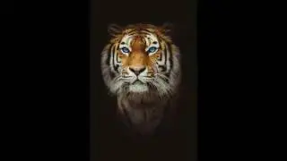 BENNY ROYAL & DANI HAGEMAN----TIGEREYE