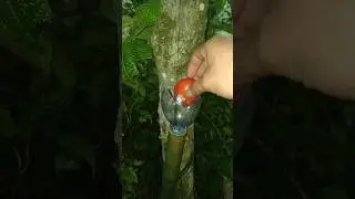 bamboo monkey trap #trap #bamboo #survival #bushcraft