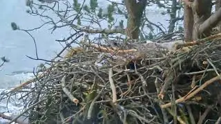 Smola Norway WTE Cam ~ Baron Protects Eggs From Terrible Storm; Gets Blown Against The Tree 3.23.19