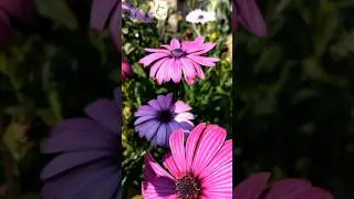 এই সুন্দর ফুল গাছ টি কি আপনি করেছেন ? dimorphotheca flower   #shorts