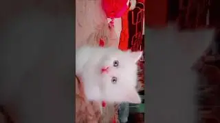 Cutest White Fluffy Kitten with Big Blue Eyes 😍 | Adorable Cat Moments#shortvideo#shorts#labubu#cat