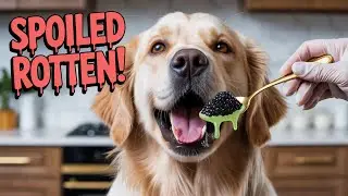 Dog Raw Food ASMR 🦆 Crunchy Duck Head & Rib Mukbang #DogMukbangASMR #DogRawFood #DogASMR