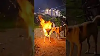Robot Dog Short circuit 💥💥 | Dog Catches Fire 🔥 🔥  #dog #fire #fireworks #youtube #youtubeshorts