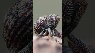 Tiny Weevil 📸