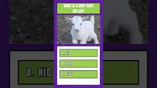 Guess the Baby Goat name #quiz #puzzle #quizchallenge #riddles #brainteasers #trivia #quizoftheday
