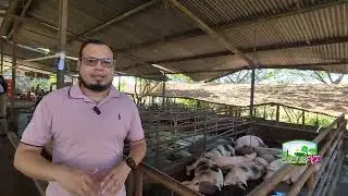 Pig farm management #culturagrotv #inta