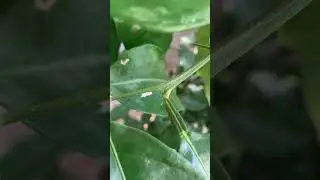 What is this?!