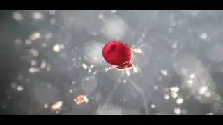 Oribatid mite