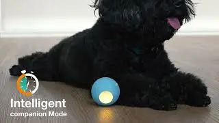 Official Meet Cheerble Wicked Ball SE - Cheerble Ball - Pawsindia