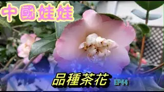 品種茶花！中國娃娃！2023茶花新品種【老四農場】[Camellia japonica][カメリア]ep44｜請開啟CC字幕｜