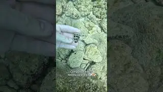 Compilation finding Hebrew cone shells 🤟🐚🔥 #shells #shell #seashells #seashell #hawaii