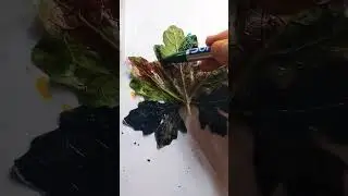 Beautiful Colorful leaves🍁from tree leaves🍀#like #shortsfeed #subscribe #support #shortvideo