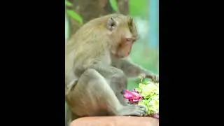 #theyellowmonkey #yearofthemonkey #monkeybars #monkeyingaround #greasemonkey #monkeybeach #animals