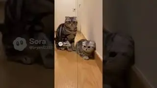 a scottish fold cat bully a cute kitten&hellip;until parents come🐱🐱