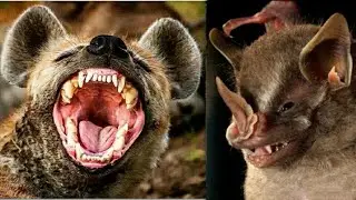 TOP 10 MOST  DENGEROUS  ANIMALS IN THE WORLD|Hindi