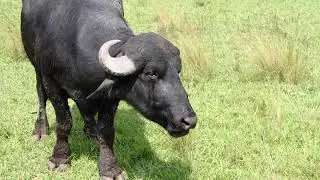 Central Institute for Research on Buffaloes | Wikipedia audio article