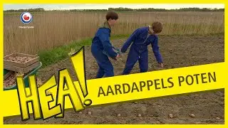 HEA! Aardappels poten