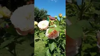 РОЗА froufroutante Jackie 🧡💙💖(фруфрутант Жаки) первогодка устойчивая к ЖАРЕ 🌞 из Нью Джерси 😍💘🌹..