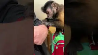 Monkey Grooming! MonkeyBoo! 🐵