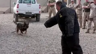 Military Working Dogs Demo - U.S. Marine Corps 1st Law Enforcement Battalion.