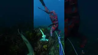 Port Jackson Shark Encounter