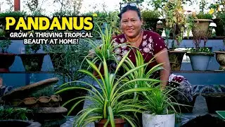 Ultimate Guide to Pandanus Plant Care: Watering, Soil, and Light Tips!