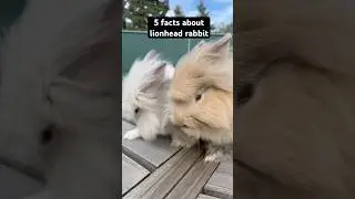 What are the 5 facts about lionhead rabbit #facts #pets #lionhead #bunny #rabbit #pet #animalworld