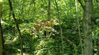 I saw a deer today