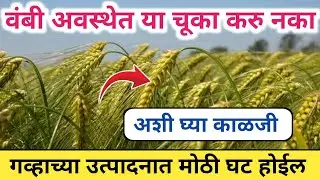 गहू वंबी अवस्थेत या चूका केल्यास उत्पादनात मोठी घट / अशी घ्या काळजी / गहू खत व फवारणी व्यवस्थापन