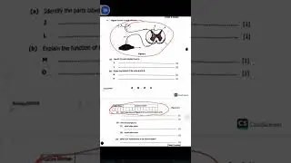 reflex arc