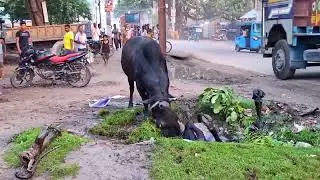 2 Buffalo Fights in Public place with Rajasthan