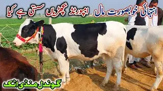 imported Friesian Bachriyan | Gondal Mandi Attock December 2022