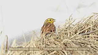 Обыкновенная овсянка | Yellowhammer | Emberiza citrinella