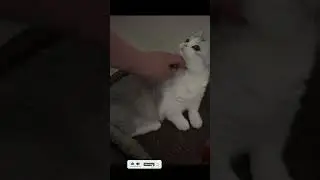 #CatPlaying #CatShorts #CuteCat #FunnyCat #KittyPlay #AdorableCat #shorts