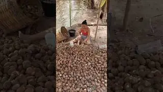 Buah Babassu, sejenis kelapa dari Brazil
