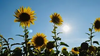 Sunflower Field, Markham 2022