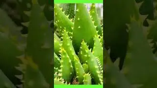 Succulent Paradise: Explore Stunning Deals on Beautiful Succulents! #succulents #shorts #plants