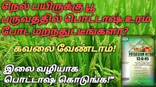 Did you forget to apply potash fertilizer to the paddy crop during the flowering season? Low cost...