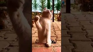 Shadow boxing