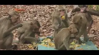 Wild monkey family flocks to eat #lovely wild monkey