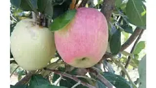 Apple Crop Status in 2019