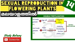 DOUBLE FERTILISATION SEXUAL REPRODUCTION IN FLOWERING PLANTS STUDY BOTANY MALAYALATHIL PART-14