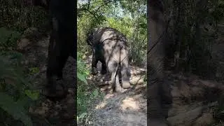 Crossing the ditch carefully when your are too fat 😍🐘❤️ #elephant #keffamily #kef #chimean