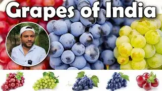 Most popular grape Varieties of India || Can you grow in your state ?