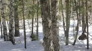 Road trip #1 | Forest sketches | БУДЕМ ЗНАКОМЫ